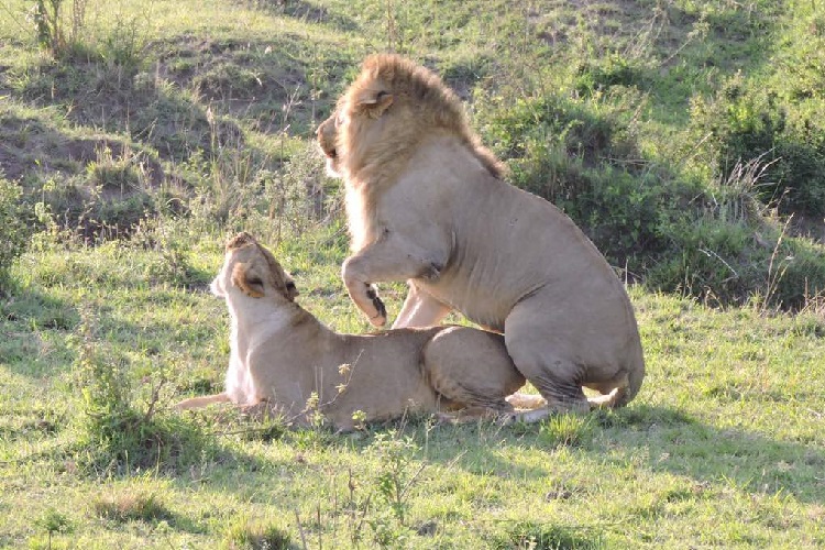 manyara safari