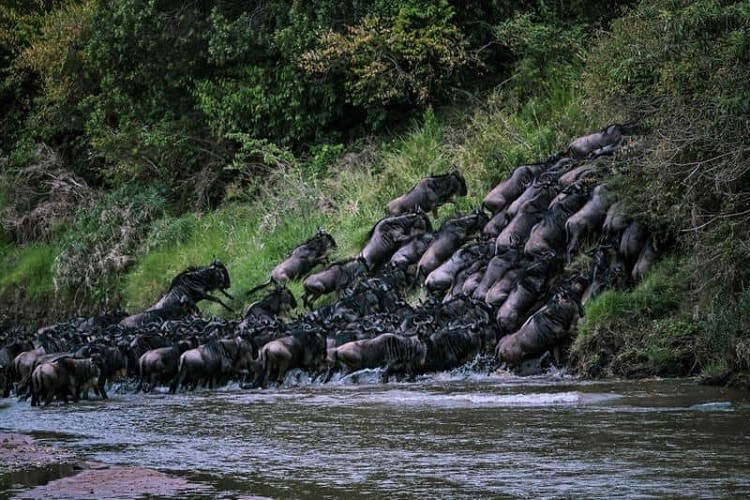 serengeti safari