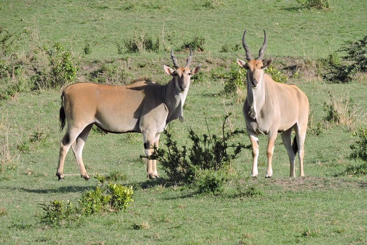 Ngorongoro safari