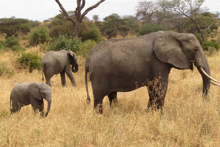 tarangire safari