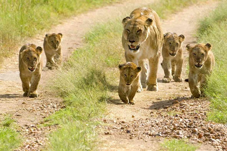 serengeti safari