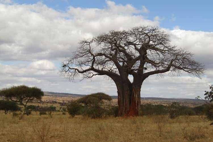 tarangire and serengeti safari